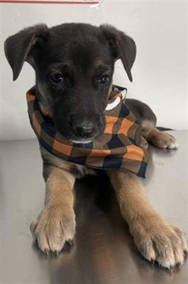 Shelter Stray Male Dog last seen Near BLOCK MIRAMONTE DR, BAKERSFIELD CA 93306, 3951 Fruitvale Ave, Bakersfield, CA 93308, USA