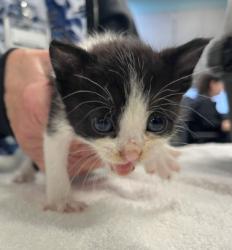 Shelter Stray Female Cat last seen LAMPLIGHTER/VINTAGE, 92620, 6443 Oak Canyon, Irvine, CA 92618, USA