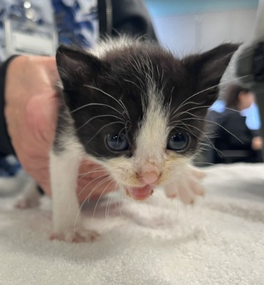 Shelter Stray Female Cat last seen LAMPLIGHTER/VINTAGE, 92620, 6443 Oak Canyon, Irvine, CA 92618, USA