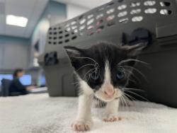 Shelter Stray Female Cat last seen LAMPLIGHTER/VINTAGE, 92620, 6443 Oak Canyon, Irvine, CA 92618, USA