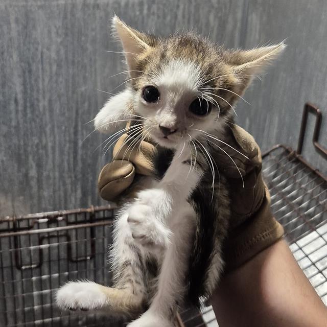 Shelter Stray Unknown Cat last seen Near BLOCK LARK, 4710 TX-151, San Antonio, TX 78227, USA
