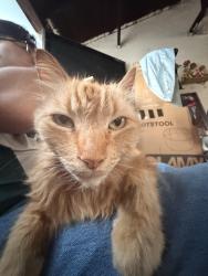 Lost Male Cat last seen North gate El Monte, Los Angeles, CA 90027