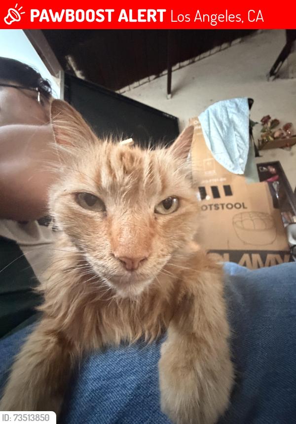 Lost Male Cat last seen North gate El Monte, Los Angeles, CA 90027