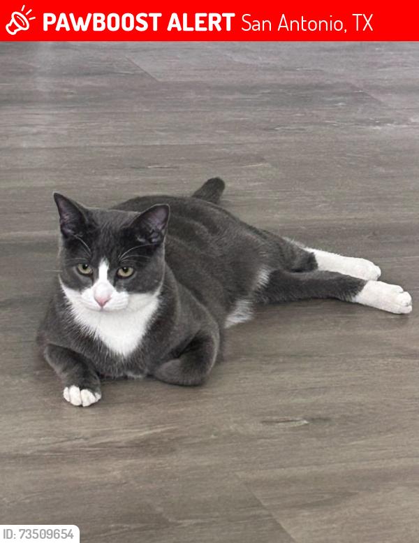 Lost Male Cat last seen Pue Rd, San Antonio, TX 78245