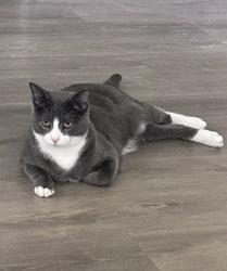 Lost Male Cat last seen Pue Rd, San Antonio, TX 78245