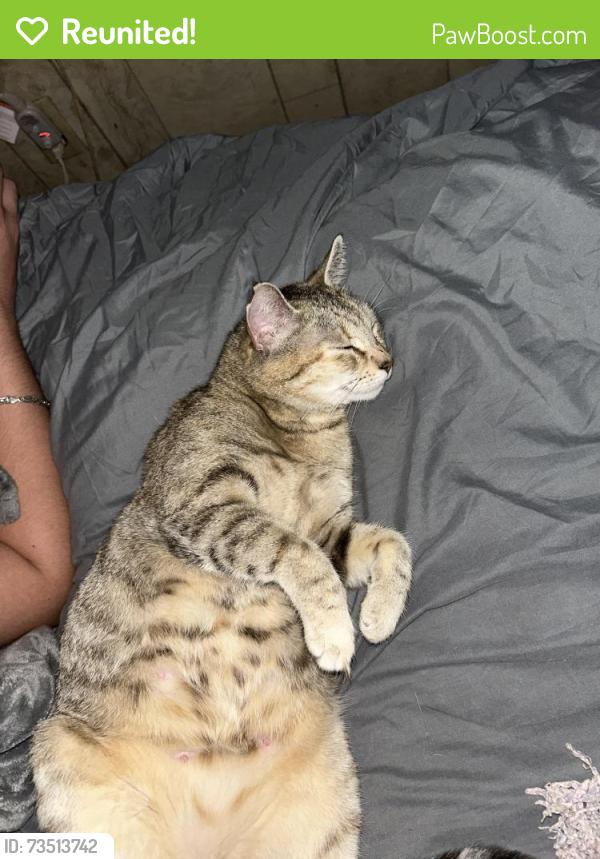 Reunited Female Cat last seen Brous and unruh, Philadelphia, PA 19149