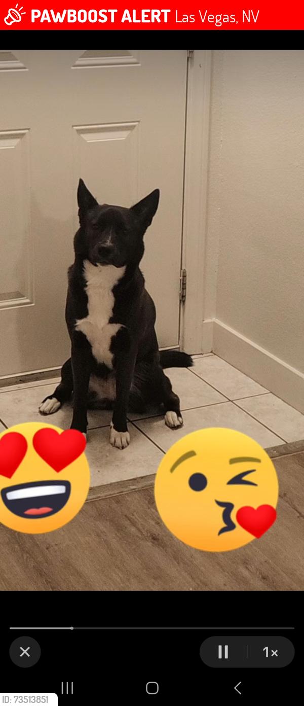 Lost Female Dog last seen Nort pecos rd, Las Vegas, NV 89115