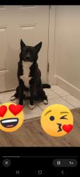 Lost Female Dog last seen Nort pecos rd, Las Vegas, NV 89115