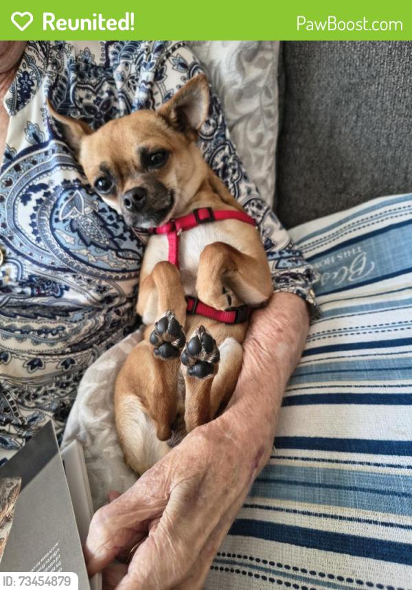 Reunited Male Dog last seen Ladera and Sequoia on the west side, Albuquerque, NM 87120