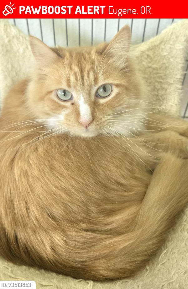 Lost Female Cat last seen Churchill / Blackburn, Eugene, OR 97405