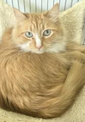 Lost Female Cat last seen Churchill / Blackburn, Eugene, OR 97405