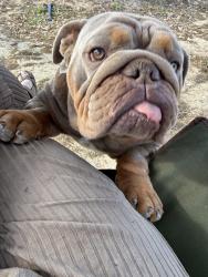 Reunited Female Dog last seen W South, Alvin, TX 77511