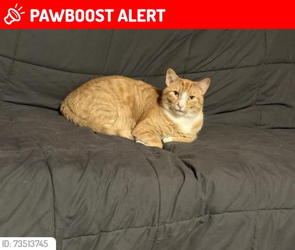 Lost Male Cat last seen Rt 8 & Saxonburg, Cranberry Township, PA 16066