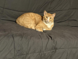 Lost Male Cat last seen Rt 8 & Saxonburg, Cranberry Township, PA 16066