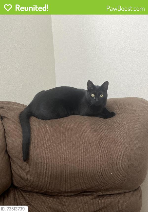 Reunited Male Cat last seen Michigan & California Ave, South Gate, CA 90280