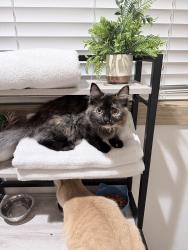 Lost Female Cat last seen Near Lasater rd trlr#400, Dallas, TX 75253