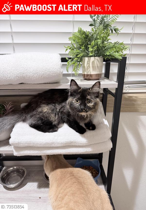 Lost Female Cat last seen Near Lasater rd trlr#400, Dallas, TX 75253