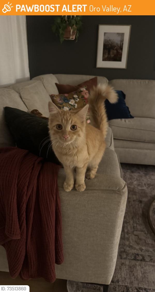 Found/Stray Unknown Cat last seen Oracle and First, Oro Valley, AZ 85737