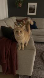 Found/Stray Unknown Cat last seen Oracle and First, Oro Valley, AZ 85737