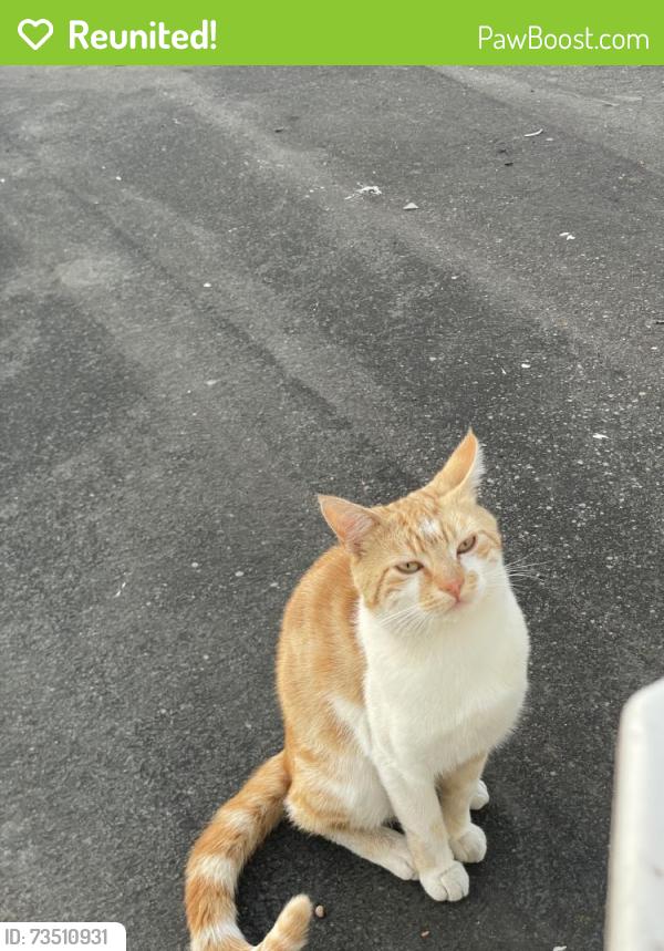 Reunited Male Cat last seen St Peter's Rd, Southall UB1 2TL, UK, Greater London, England UB1 2TL