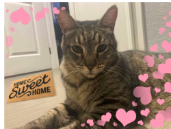 Reunited Male Cat last seen Cross streets are Palm Canyon Dr & W. San Rafael Dr, Palm Springs, CA 92262