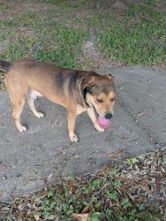 Found/Stray Male Dog last seen Waltham st, Spring, TX 77386