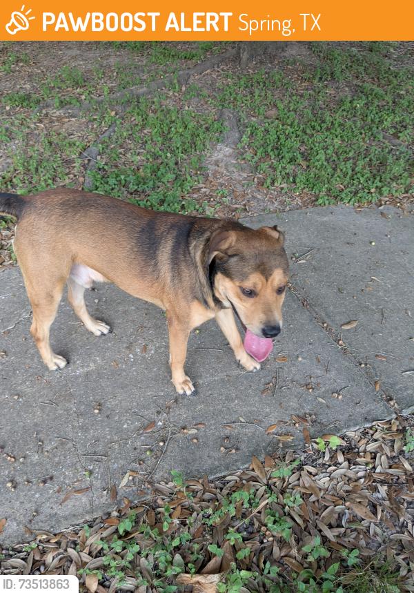 Found/Stray Male Dog last seen Waltham st, Spring, TX 77386