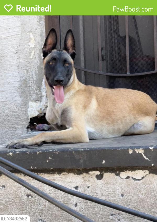 Reunited Male Dog last seen Gardena, CA, USA, Gardena, CA 90247