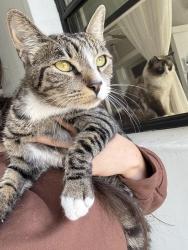 Lost Male Cat last seen park and 7th, Long Beach, CA 90814