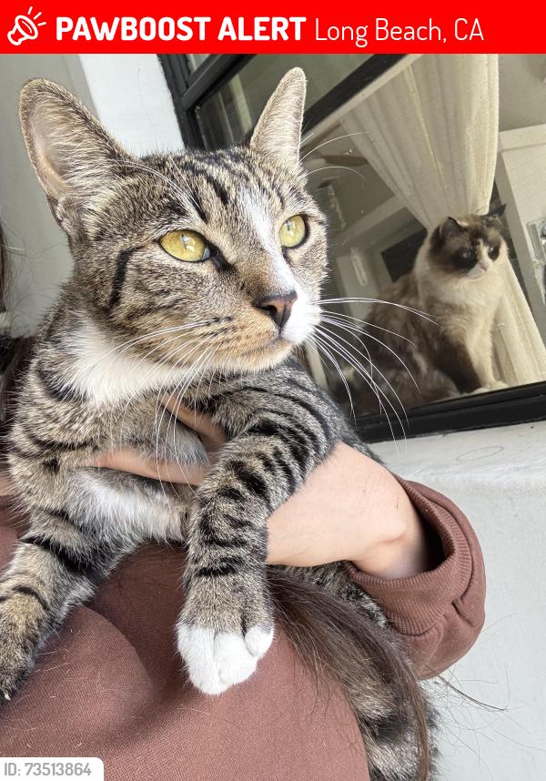 Lost Male Cat last seen park and 7th, Long Beach, CA 90814