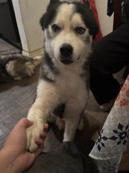 Lost Male Dog last seen Vaughn blvd by renaissance square all the fast food spots there, Fort Worth, TX 76119