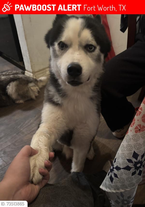 Lost Male Dog last seen Vaughn blvd by renaissance square all the fast food spots there, Fort Worth, TX 76119