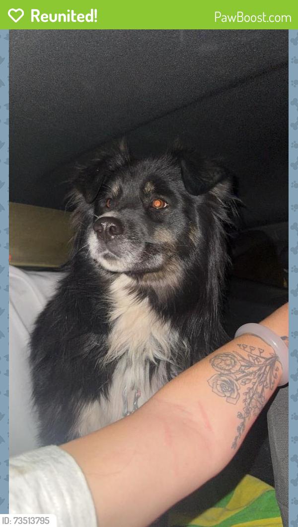 Reunited Female Dog last seen Dougherty ave, Morgan Hill, CA 95037