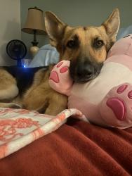Reunited Female Dog last seen Near Cooper Rd, Fayetteville, NC 28311, USA, Fayetteville, NC 28311