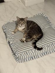 Reunited Male Cat last seen Beach blvd and rosecrans, Fullerton, CA 90604