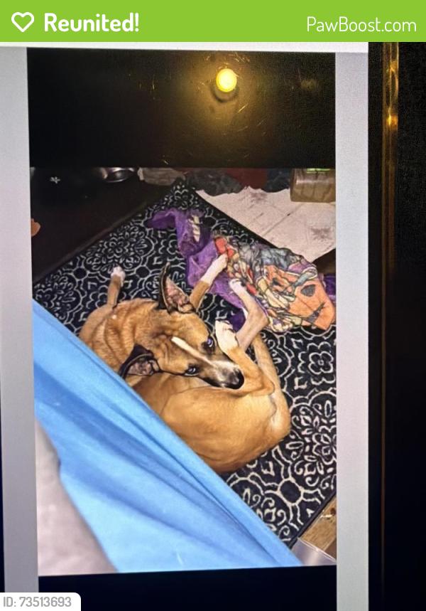 Reunited Male Dog last seen Talbot Rd and Nelley rd, Pleasant Garden, NC 27313
