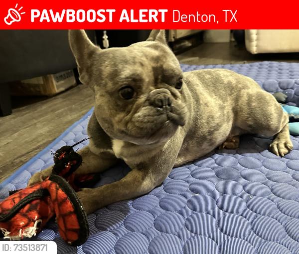 Lost Male Dog last seen East McKinney street near camp Copass, Denton, TX 76201