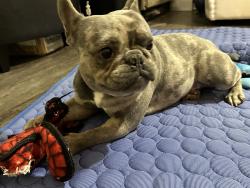 Lost Male Dog last seen East McKinney street near camp Copass, Denton, TX 76201