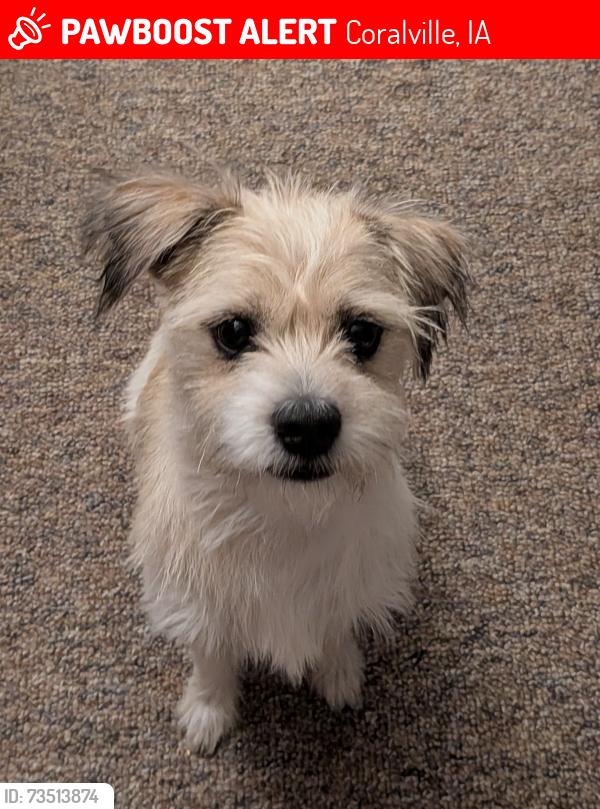 Lost Male Dog last seen 21st Ave PL, Coralville, Coralville, IA 52241