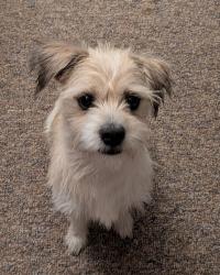 Lost Male Dog last seen 21st Ave PL, Coralville, Coralville, IA 52241