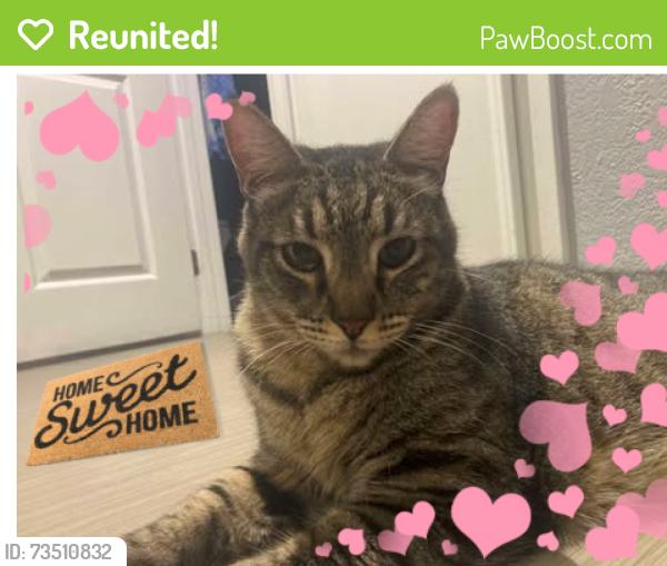 Reunited Male Cat last seen Cross streets are Palm Canyon Dr & W. San Rafael Dr, Palm Springs, CA 92262