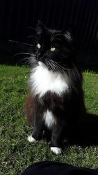 Reunited Male Cat last seen Derwent Close, near the tennis club, Royal Leamington Spa, England CV32 6PA
