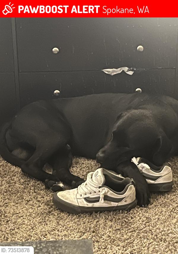 Lost Male Dog last seen Cedar and Summit Parkway, Spokane, WA 99201