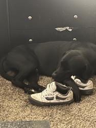 Lost Male Dog last seen Cedar and Summit Parkway, Spokane, WA 99201