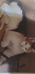Lost Female Cat last seen Painted hills, Tucson, AZ 85745