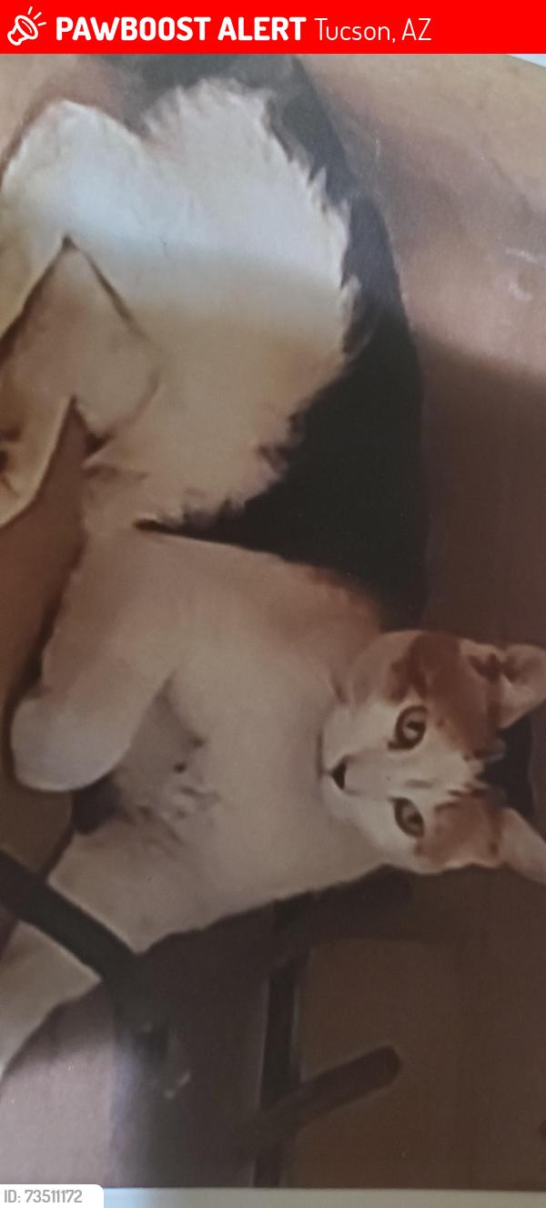 Lost Female Cat last seen Painted hills, Tucson, AZ 85745
