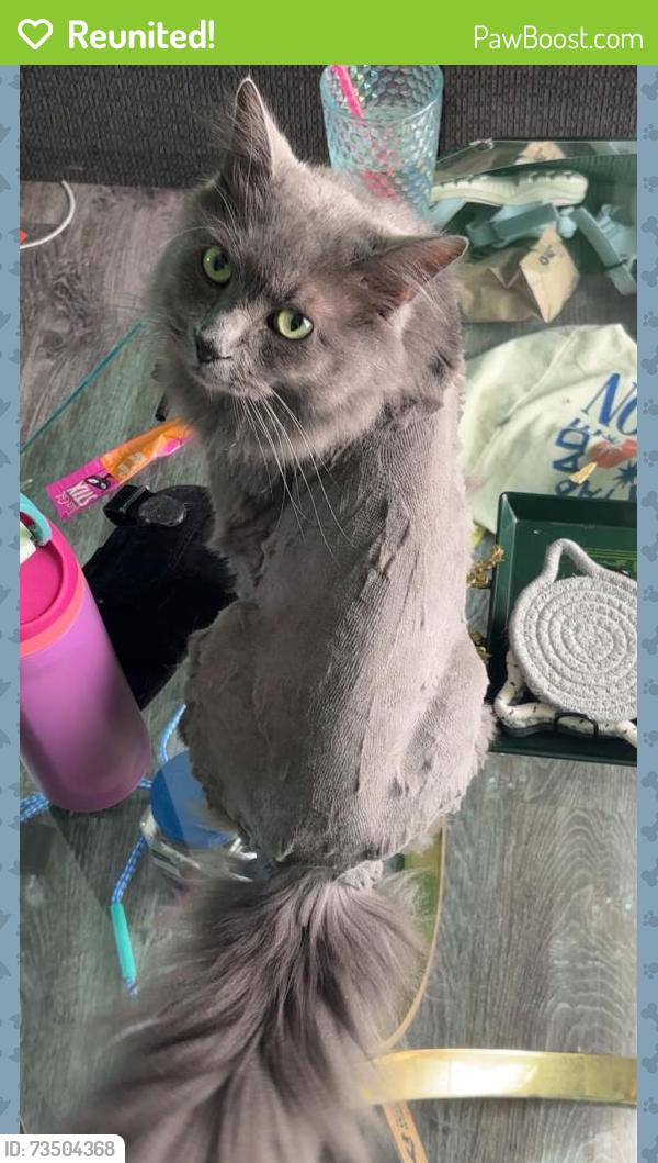 Reunited Male Cat last seen 41st ST & 18th Ave, Rochester, MN 55901