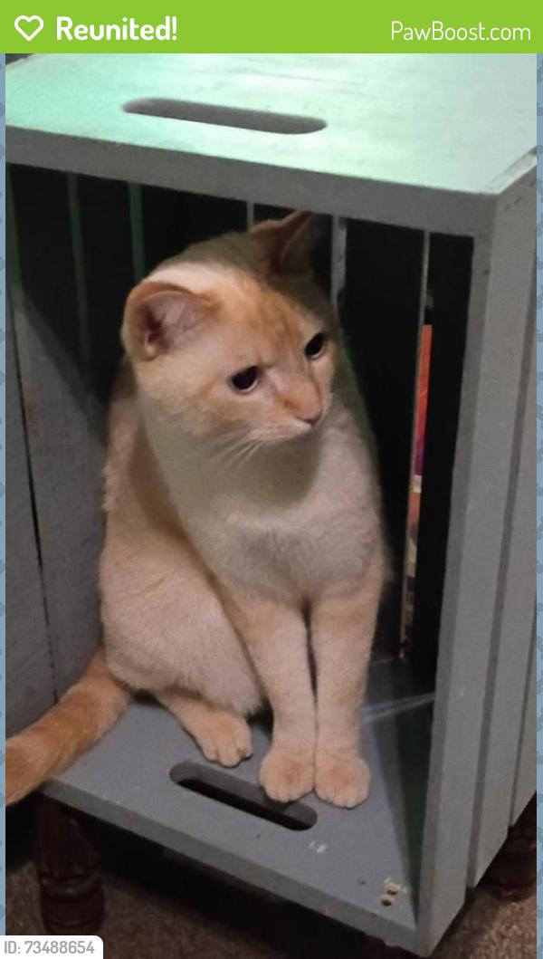 Reunited Male Cat last seen IQ credit union, Washougal, WA 98671