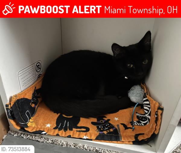 Lost Male Cat last seen Winesap court, Miami Township, OH 45449