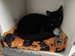 Lost Male Cat last seen Winesap court, Miami Township, OH 45449